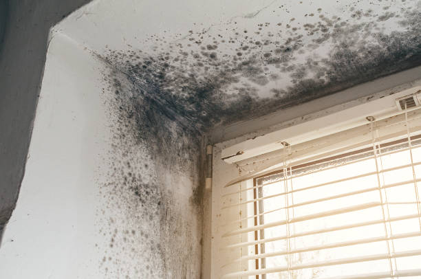Affordable Mold Remediation solutions in Bloomingdale, IL